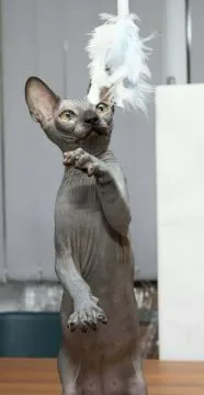 Sphynx – piękny zarejestrowany Kocięta na sprzedaż, Mazowieckie, Warszawa