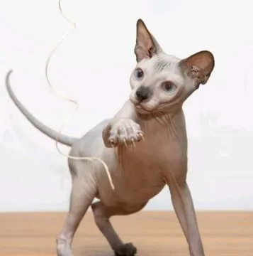 Sphynx – piękny zarejestrowany Kocięta na sprzedaż, Mazowieckie, Warszawa