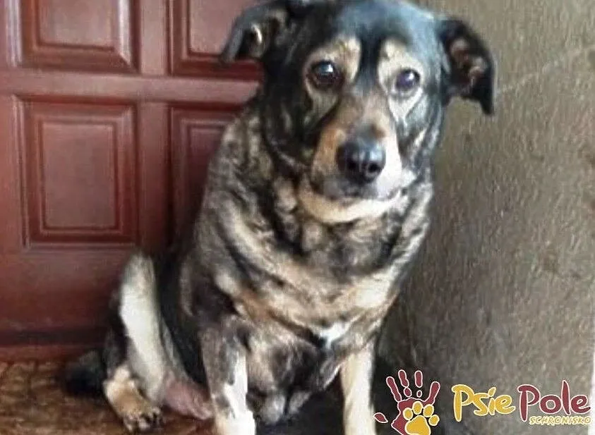 TINUSIA-kochana, bardzo delikatna, wrażliwa sunia szuka domu, adopcja, Małopolskie, Kraków