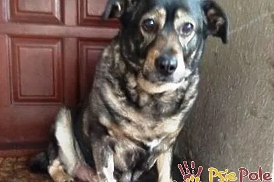 TINUSIA-kochana, bardzo delikatna, wrażliwa sunia szuka domu, adopcja, Małopolskie, Kraków