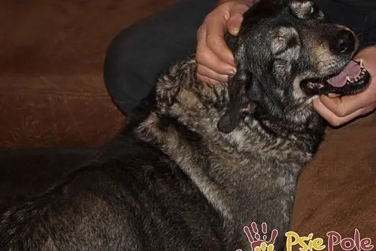TINUSIA-kochana, bardzo delikatna, wrażliwa sunia szuka domu, adopcja, Małopolskie, Kraków