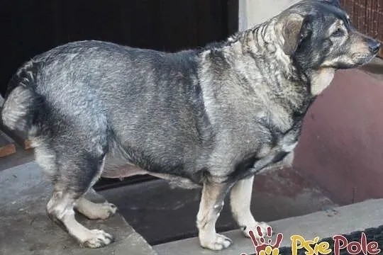 TINUSIA-kochana, bardzo delikatna, wrażliwa sunia szuka domu, adopcja, Małopolskie, Kraków