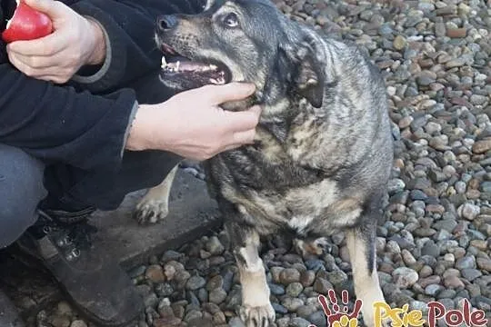 TINUSIA-kochana, bardzo delikatna, wrażliwa sunia szuka domu, adopcja, Małopolskie, Kraków