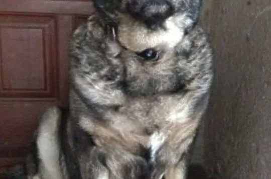 TINUSIA-kochana, bardzo delikatna, wrażliwa sunia szuka domu, adopcja, Małopolskie, Kraków