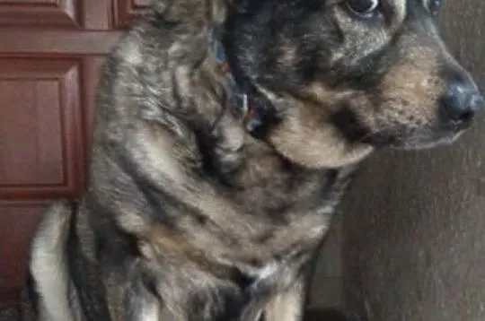 TINUSIA-kochana, bardzo delikatna, wrażliwa sunia szuka domu, adopcja, Małopolskie, Kraków