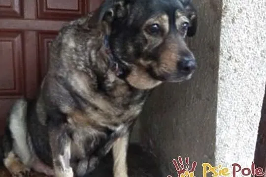 TINUSIA-kochana, bardzo delikatna, wrażliwa sunia szuka domu, adopcja, Małopolskie, Kraków