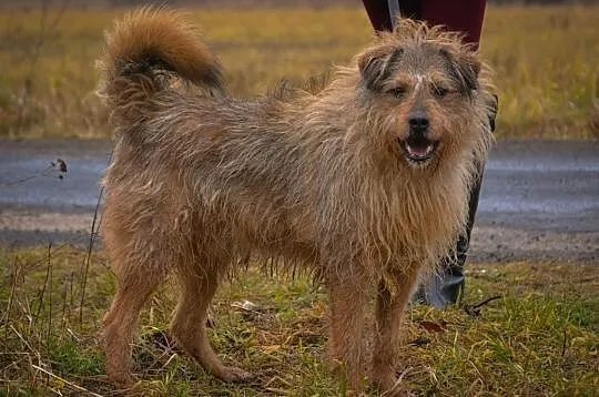 Pepper - kochany kudłacz do adopcji!, Częstochowa