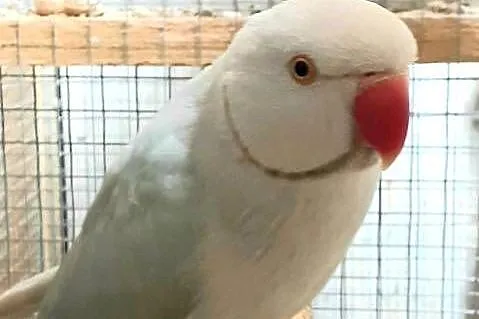 Sprzedam parę aleksandretty obrożnej lacewing i zielony szek, Mazowieckie, Warszawa
