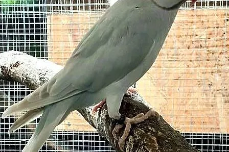 Sprzedam parę aleksandretty obrożnej lacewing i zielony szek, Mazowieckie, Warszawa