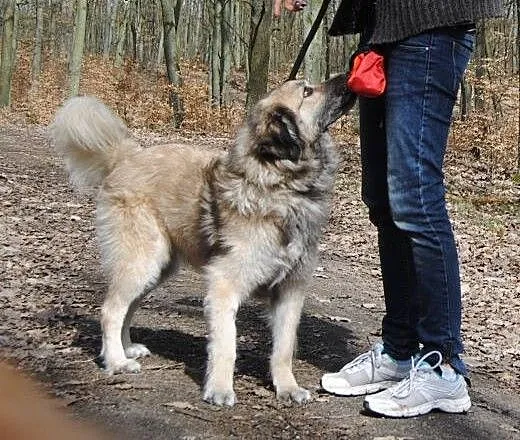 Bronek inteligentny młody psiak, śląskie Bielsko