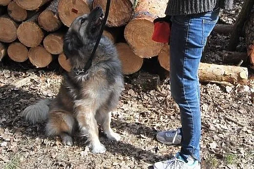 Bronek  inteligentny młody psiak,  śląskie Bielsko