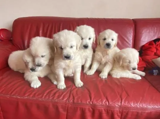 Przepiękne szczenięta golden retrievera na sprzedaż. Napisz do mnie na WhatsApp: +44 7453 907158, , Poza Jeziorem