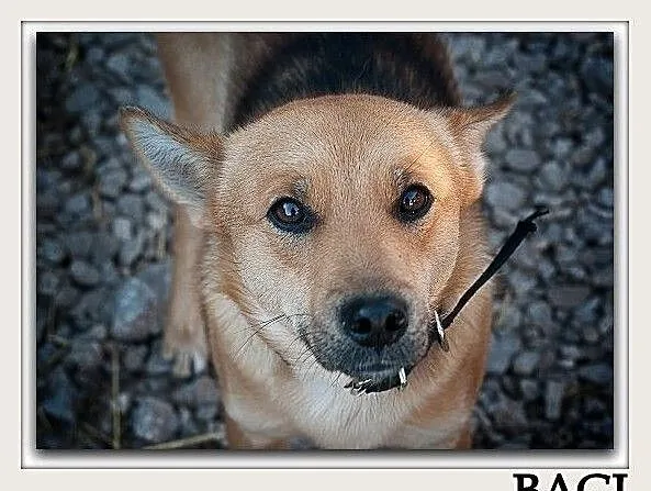 Młody,2 letni,przytulaśny,przesympatyczny,średni,zaszczepiony piesek BAGI.Adopcja., , Wrocław