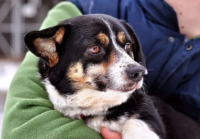 Pirat - ładny, mały, corgikształtny :)