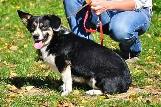 Pirat - ładny, mały, corgikształtny :)