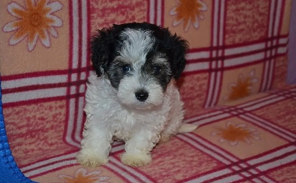 Maltipoo Hybryda suczka