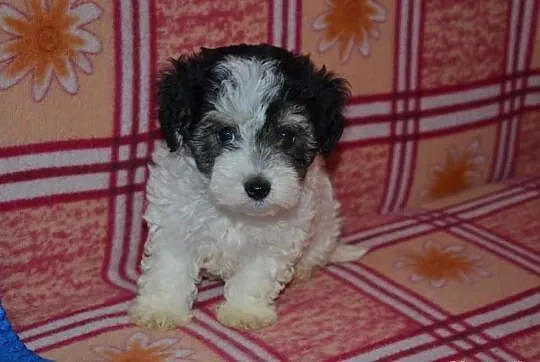 Maltipoo Hybryda suczka
