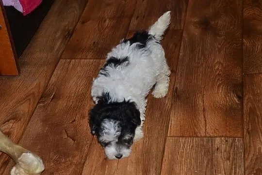 Maltipoo Hybryda suczka