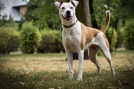 Nana - piękna sunia w typie ast do adopcji,  kujawsko-pomorskie Toruń