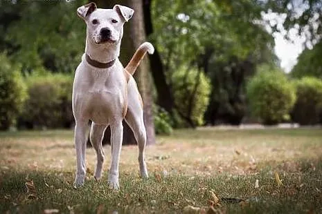 Nana - piękna sunia w typie ast do adopcji,  kujaw