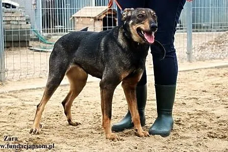Zara - uśmiechnięta i bardzo pozytywna sunia,  maz