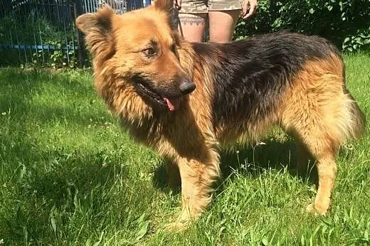 Młody owczarek niemiecki,adopcja!!,  świętokrzyskie Kielce