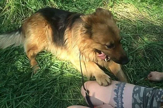 Młody owczarek niemiecki,adopcja!!,  świętokrzyski