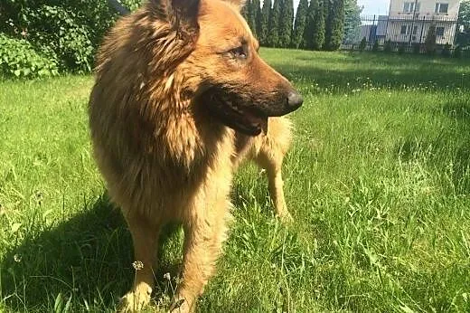 Młody owczarek niemiecki,adopcja!!,  świętokrzyski