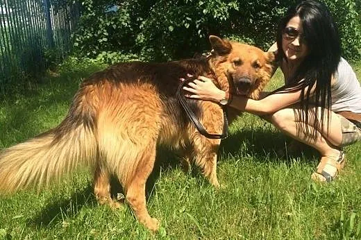 Młody owczarek niemiecki,adopcja!!,  świętokrzyski