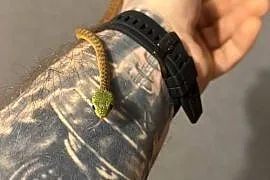 boiga cyanea płeć nieznana