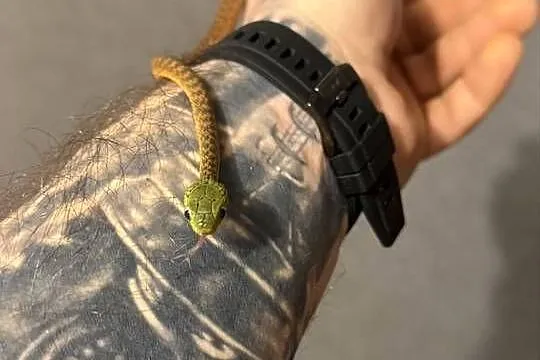 boiga cyanea płeć nieznana