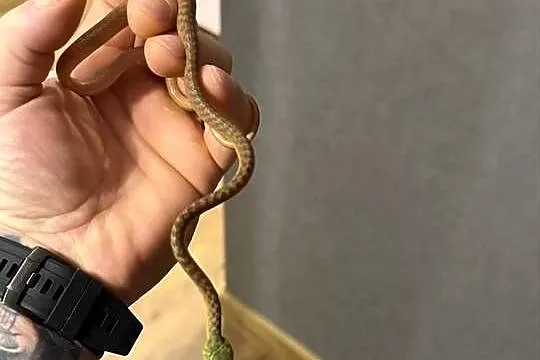 boiga cyanea płeć nieznana, Dolnośląskie, Wałbrzych