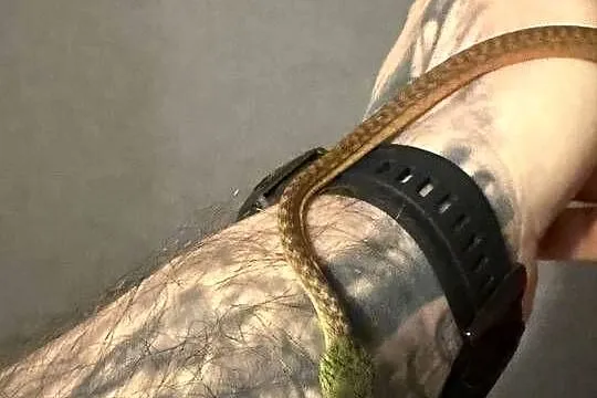 boiga cyanea płeć nieznana, Dolnośląskie, Wałbrzych