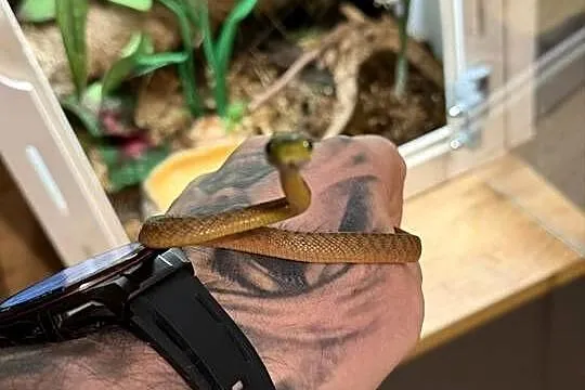 boiga cyanea płeć nieznana, Dolnośląskie, Wałbrzych