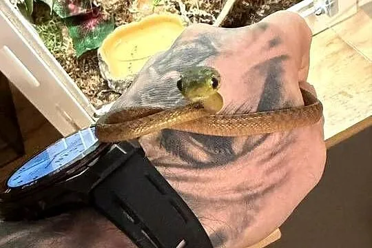boiga cyanea płeć nieznana, Dolnośląskie, Wałbrzych