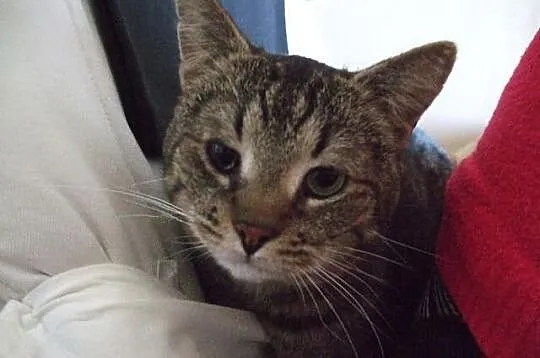Kocurek Bazyl szuka domu! Agapeanimali