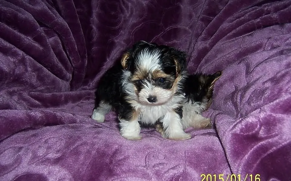 Yorkshire terrier Biewer