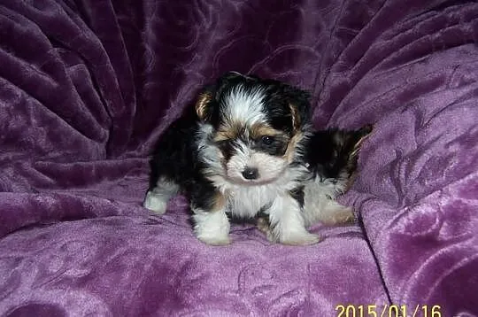 Yorkshire terrier Biewer