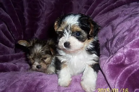 Yorkshire terrier Biewer