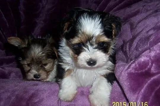 Yorkshire terrier Biewer