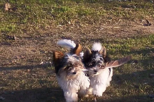 Yorkshire terrier Biewer