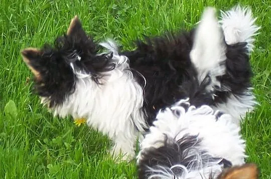 Yorkshire terrier Biewer