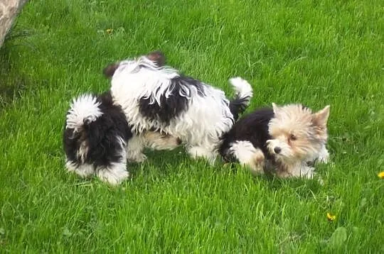 Yorkshire terrier Biewer