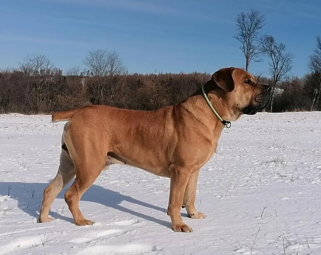 psy Boerboel, , Bruntál