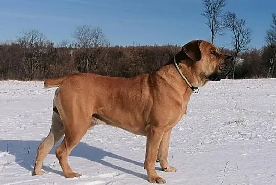 psy Boerboel, , Bruntál