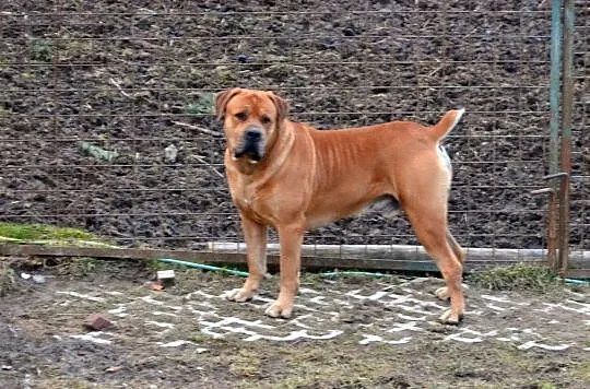 psy Boerboel, , Bruntál