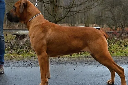 psy Boerboel, , Bruntál