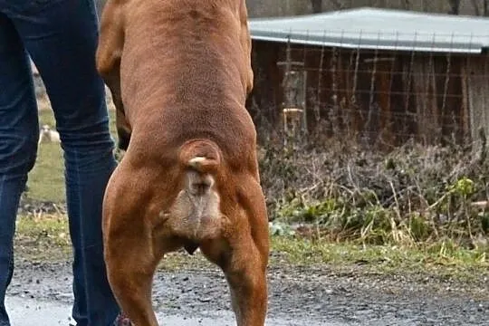 psy Boerboel, , Bruntál