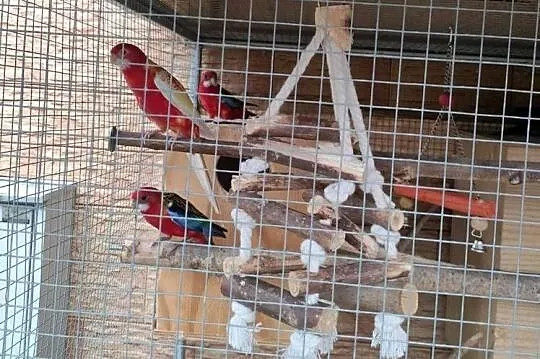 Sprzedam papugi, papużki rozelle bialolice tegoroczne