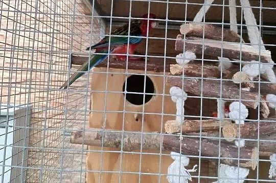 Sprzedam papugi, papużki rozelle bialolice tegoroczne, Pomorskie, Liniewo